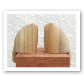 藤田芸香亭（写真）